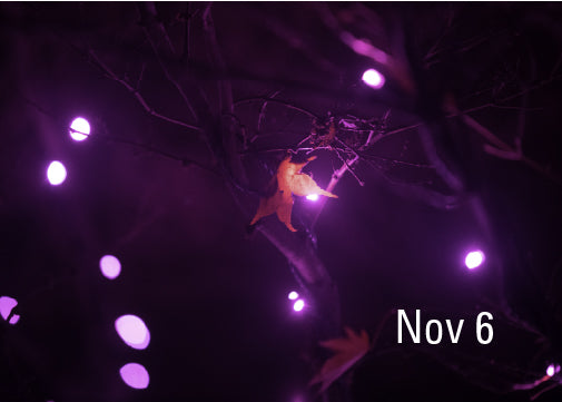 Nov 6